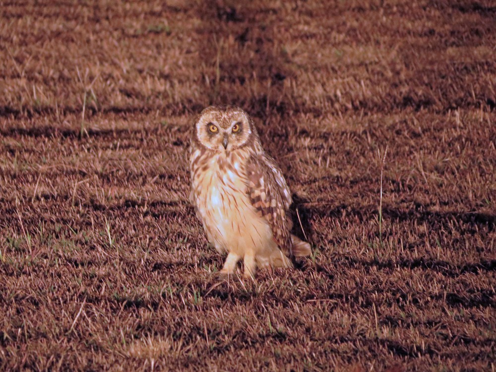 Short-eared Owl - ML39347201