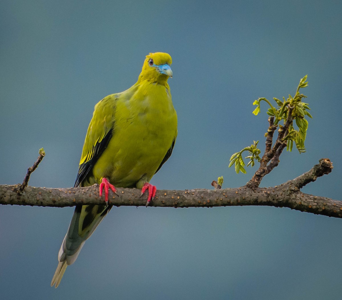 Pin-tailed Green-Pigeon - Arunava Bhattacharjee