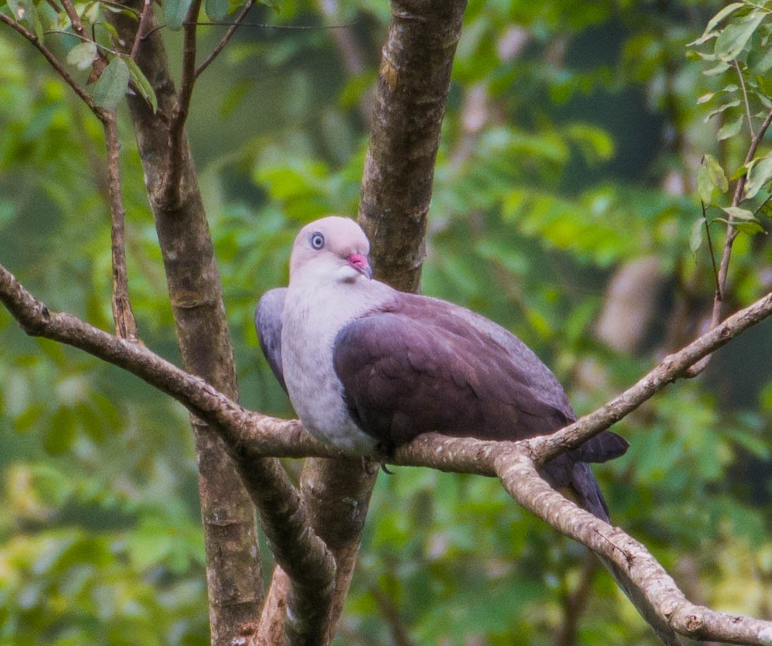 Mountain Imperial-Pigeon - ML393475631