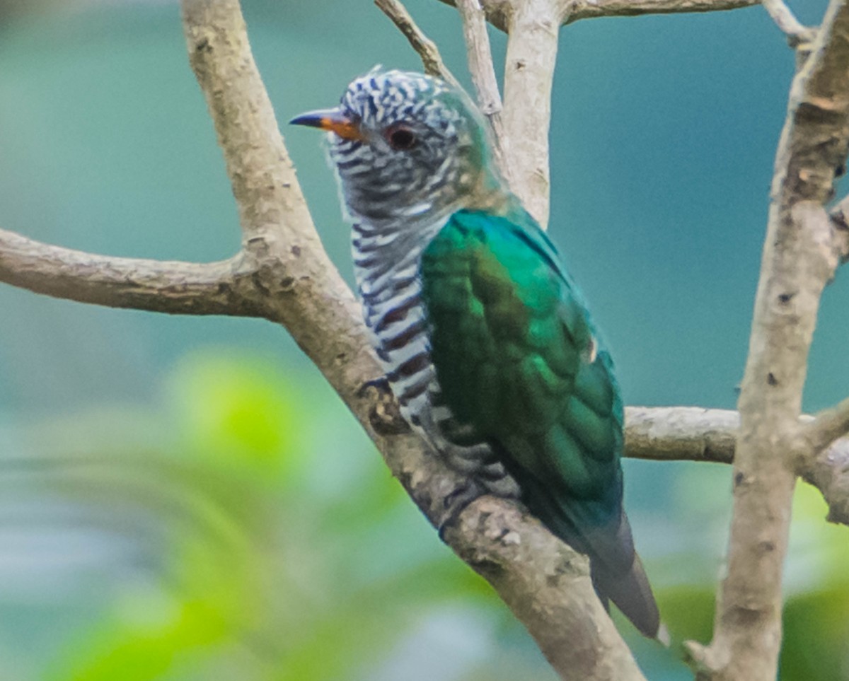 Asian Emerald Cuckoo - Arunava Bhattacharjee