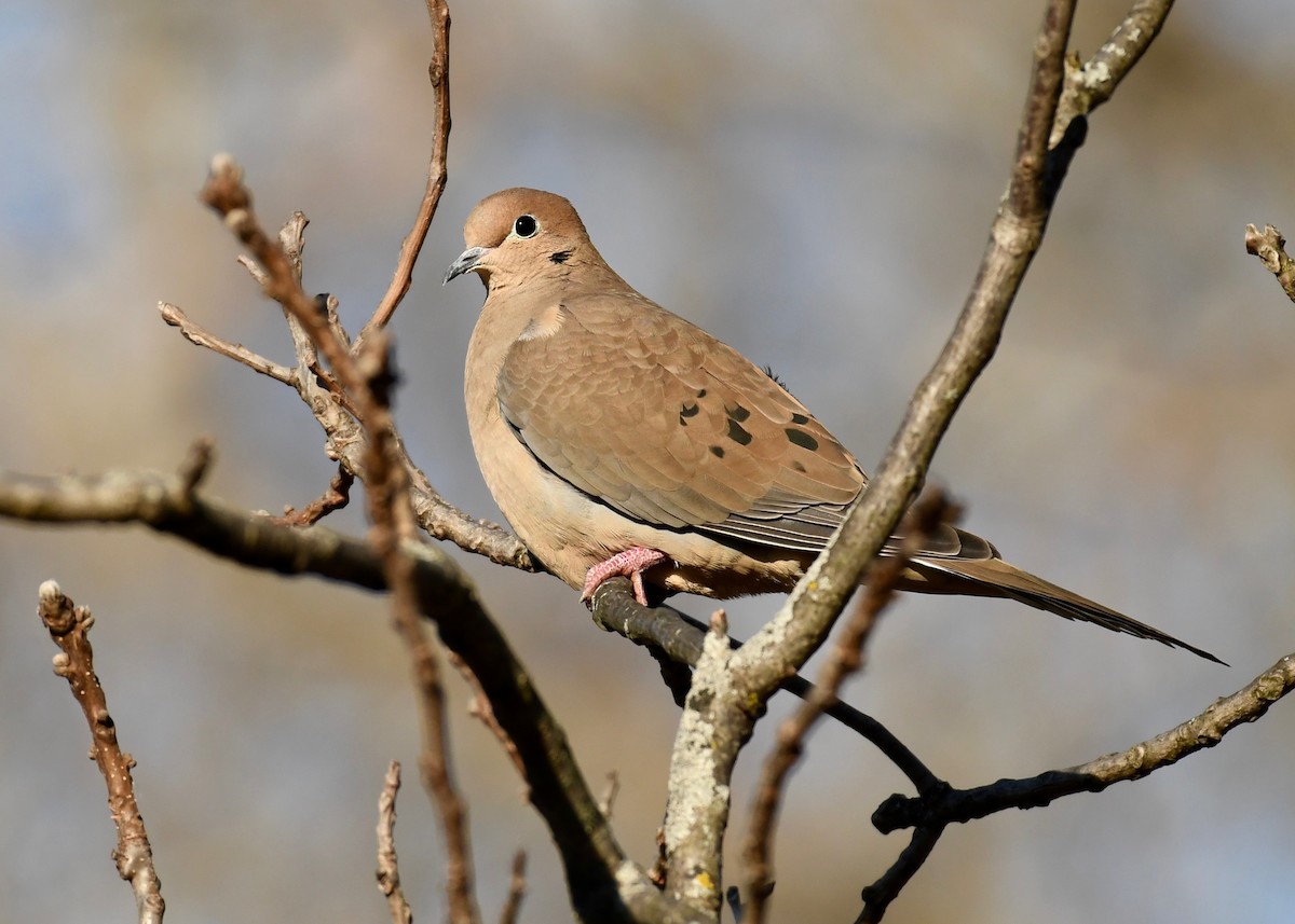 Mourning Dove - Alan Bloom