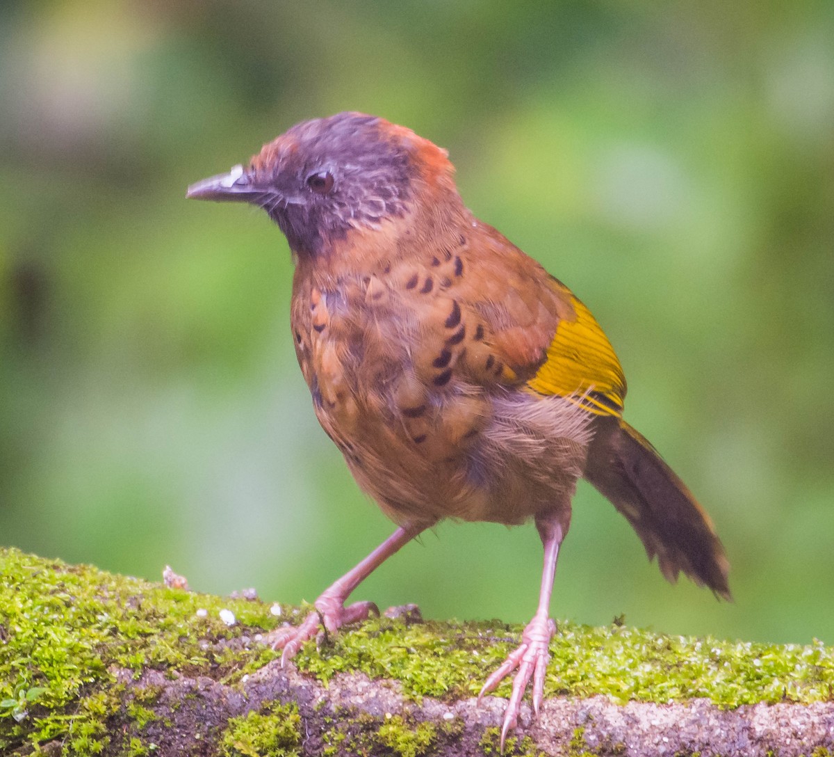 Chestnut-crowned Laughingthrush - ML393475911