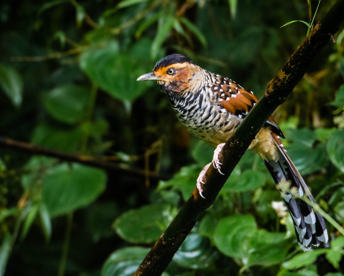 Spotted Laughingthrush - ML393475931