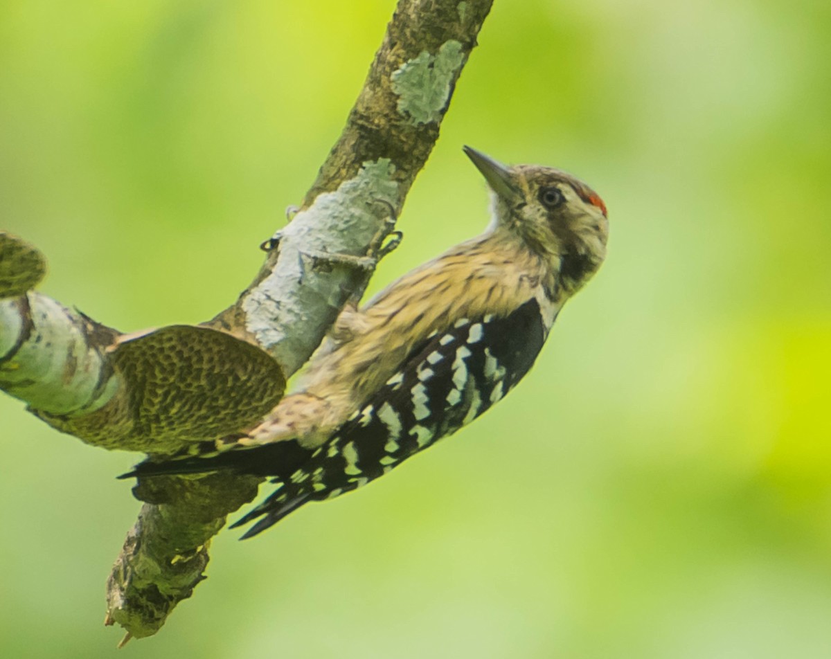 Gray-capped Pygmy Woodpecker - Arunava Bhattacharjee