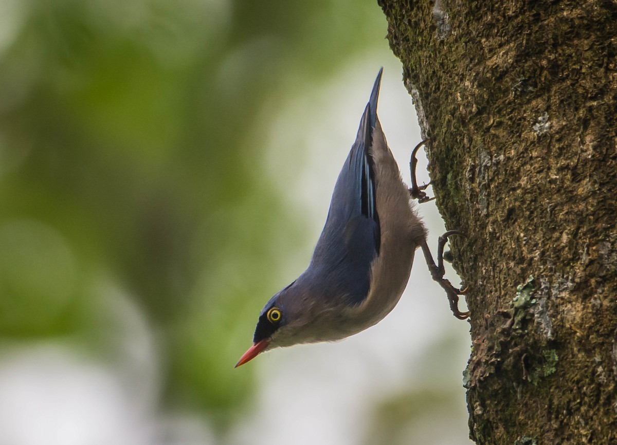 Velvet-fronted Nuthatch - ML393476511