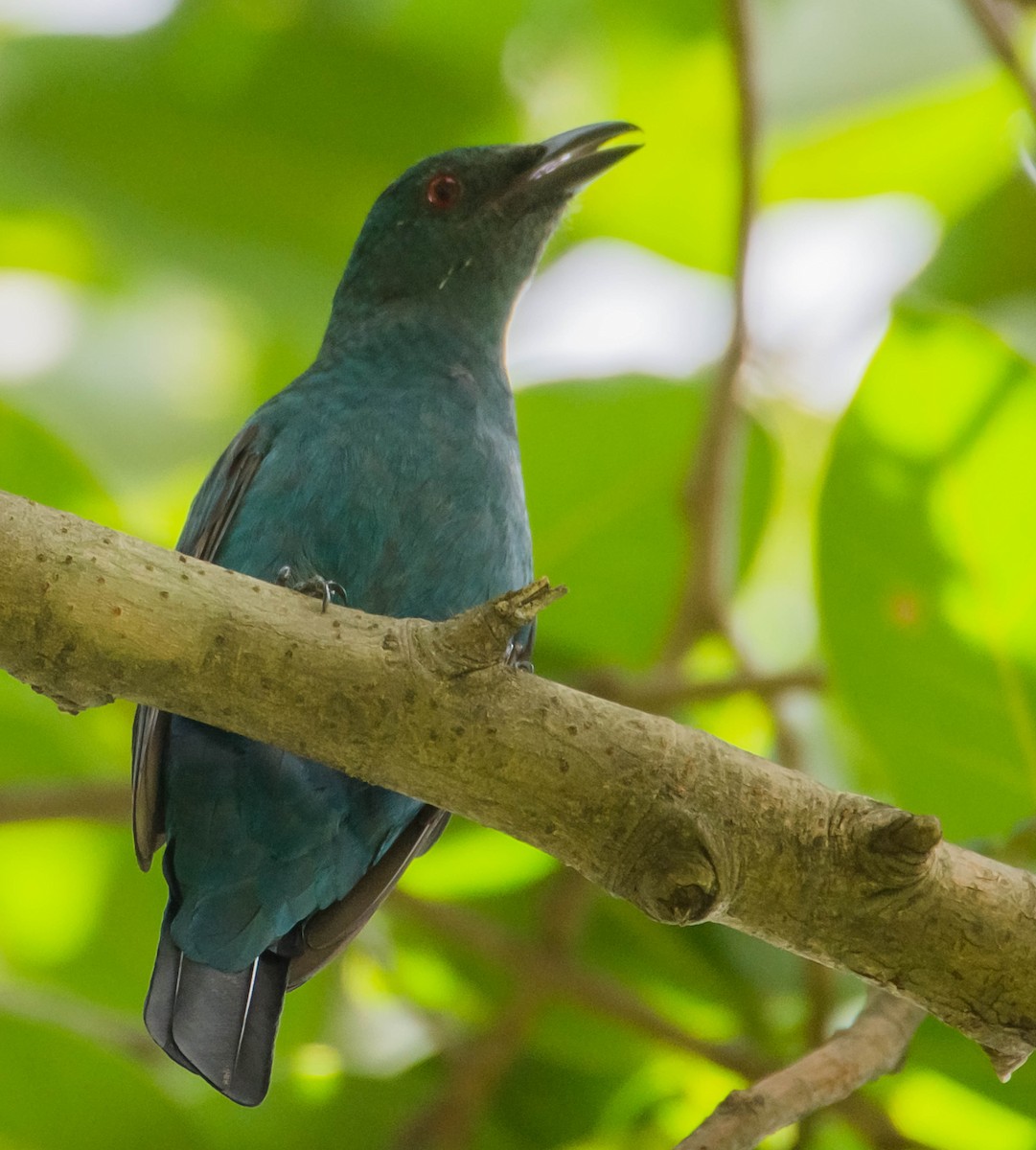 Asian Fairy-bluebird - Arunava Bhattacharjee