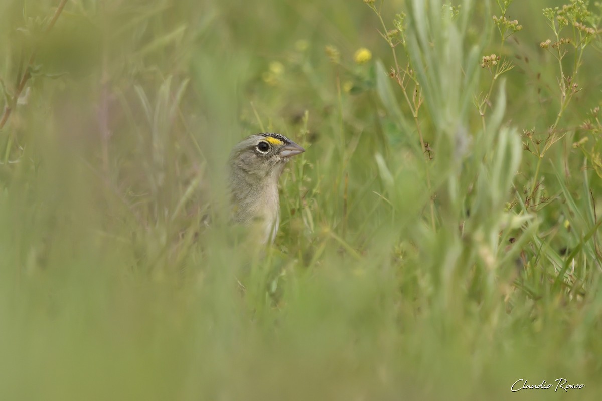 Grassland Sparrow - Claudio Rosso