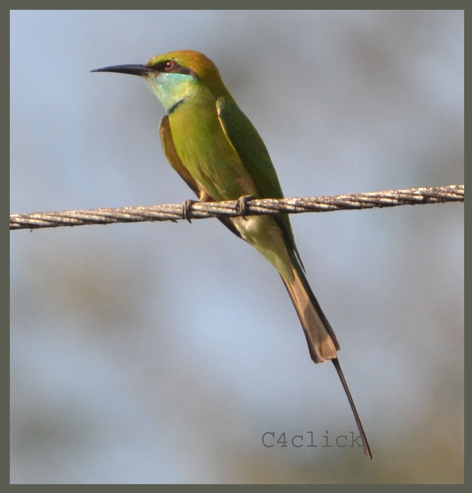 Asian Green Bee-eater - ML393479441