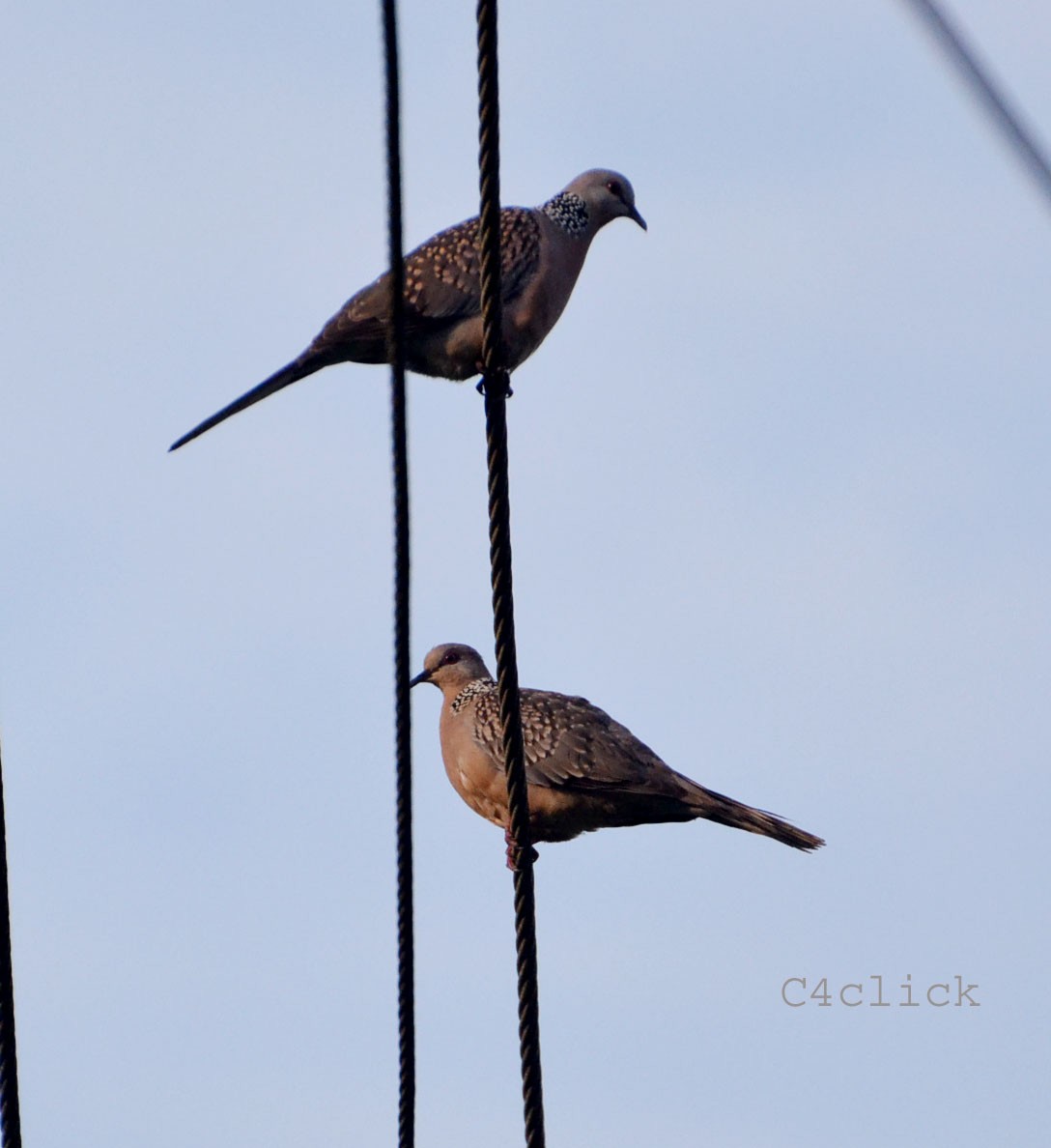 Spotted Dove - ML393479571