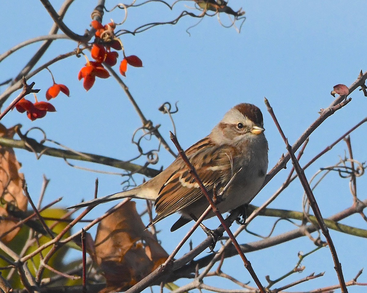 American Tree Sparrow - ML393479581