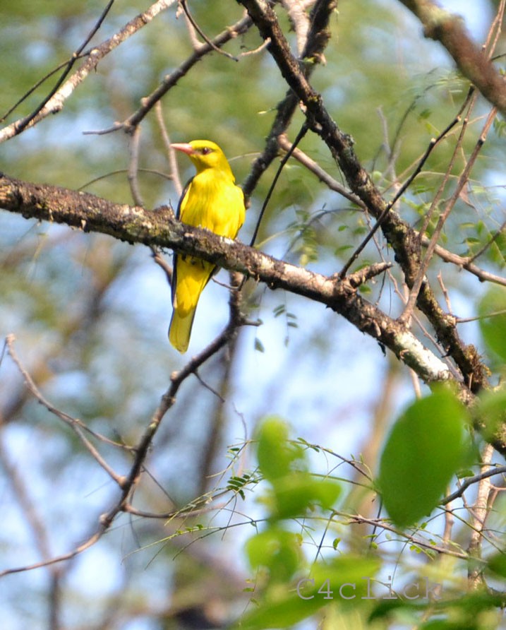 Indian Golden Oriole - ML393480311