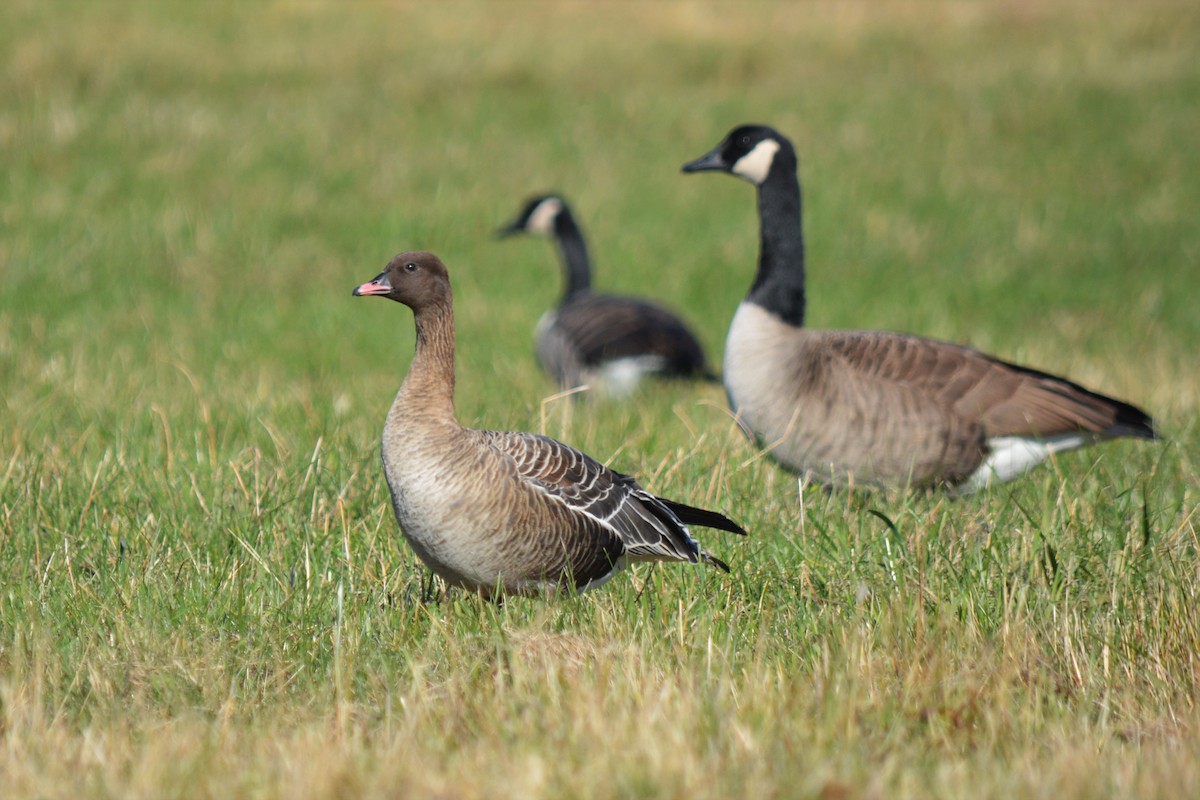 Pink-footed Goose - Sam Zhang