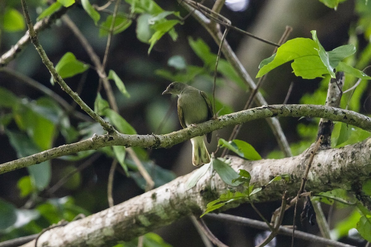 Yellow-footed Honeyguide - ML393504741