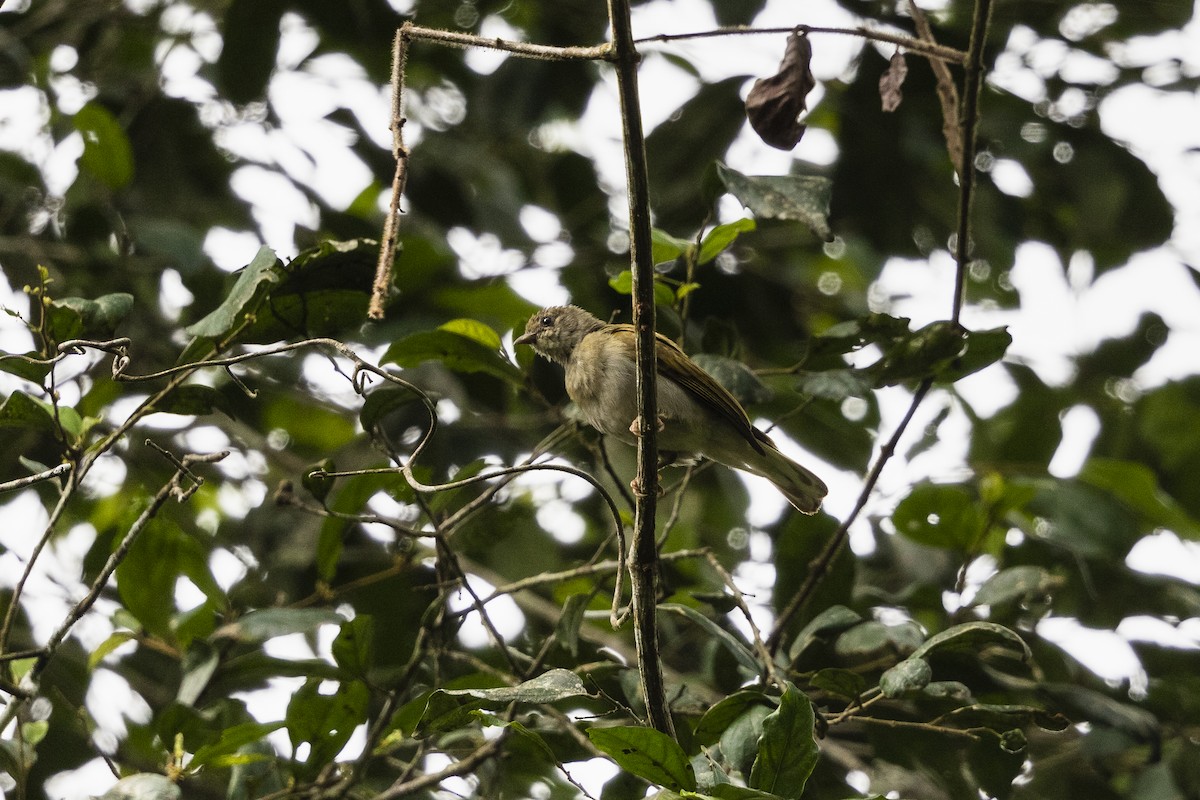 Yellow-footed Honeyguide - ML393505121