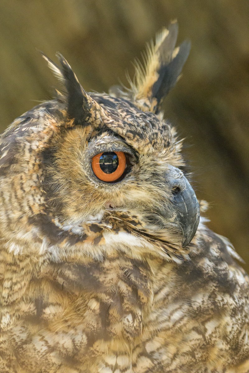 Great Horned Owl - ML393505541
