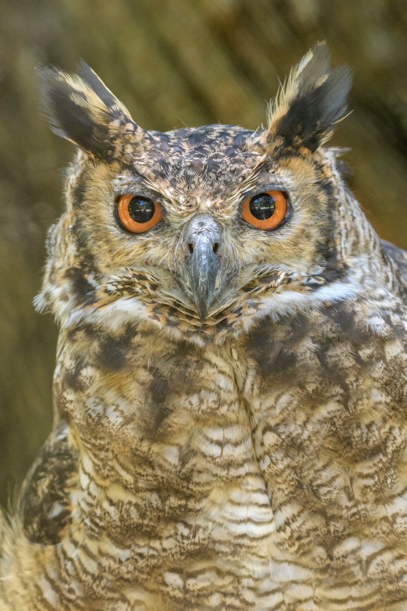 Great Horned Owl - ML393505551