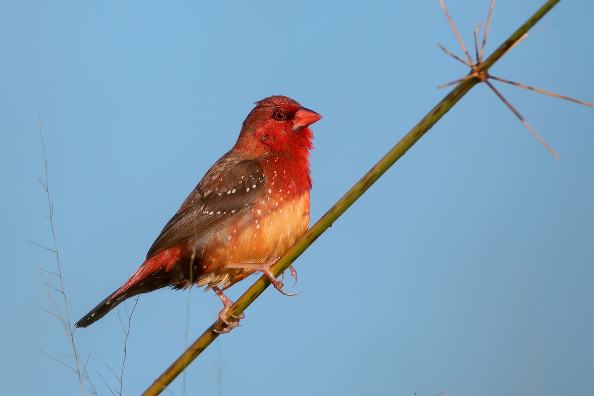 Red Avadavat (Yellow-bellied) - ML393506381