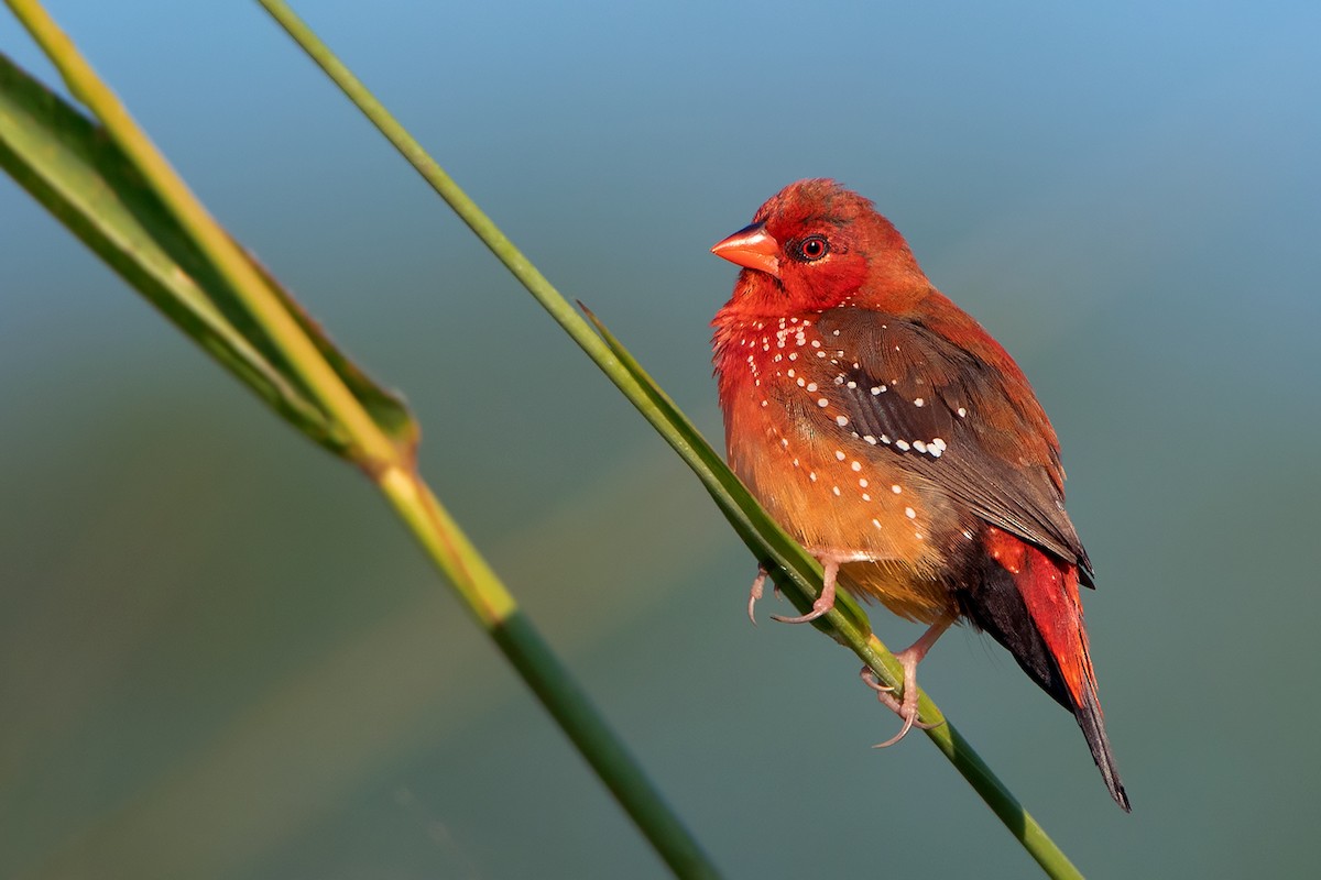 Red Avadavat (Yellow-bellied) - ML393506391
