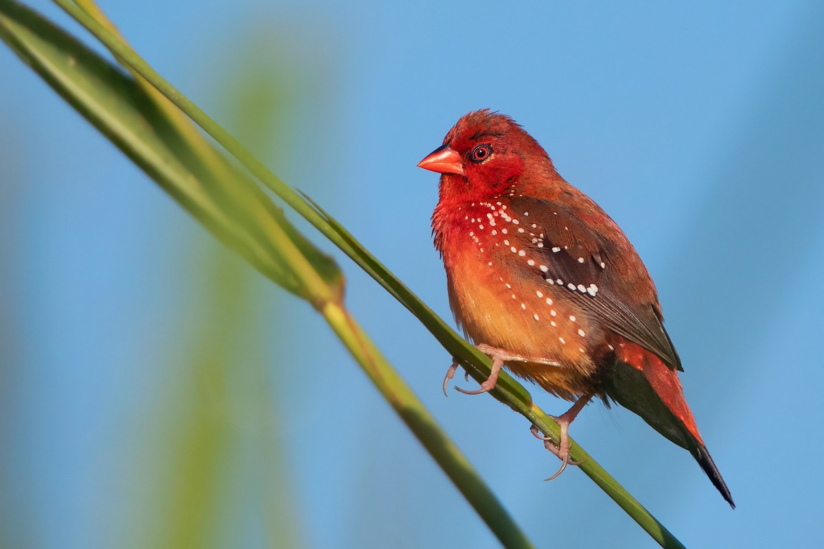 Red Avadavat (Yellow-bellied) - ML393506401