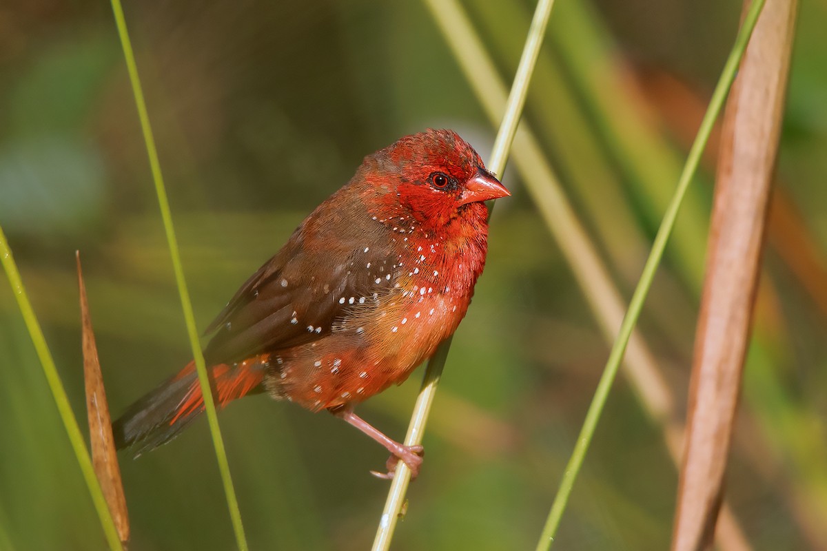 Red Avadavat (Yellow-bellied) - ML393506411