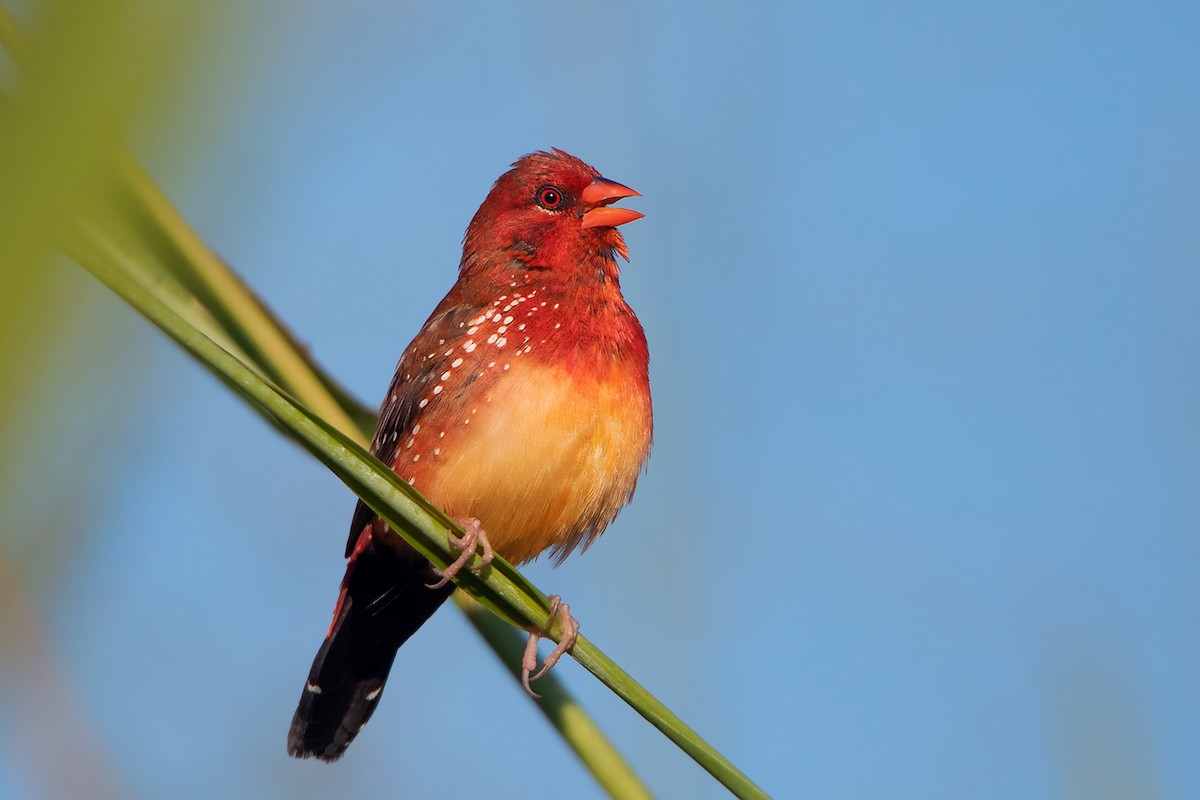 Red Avadavat (Yellow-bellied) - ML393506421