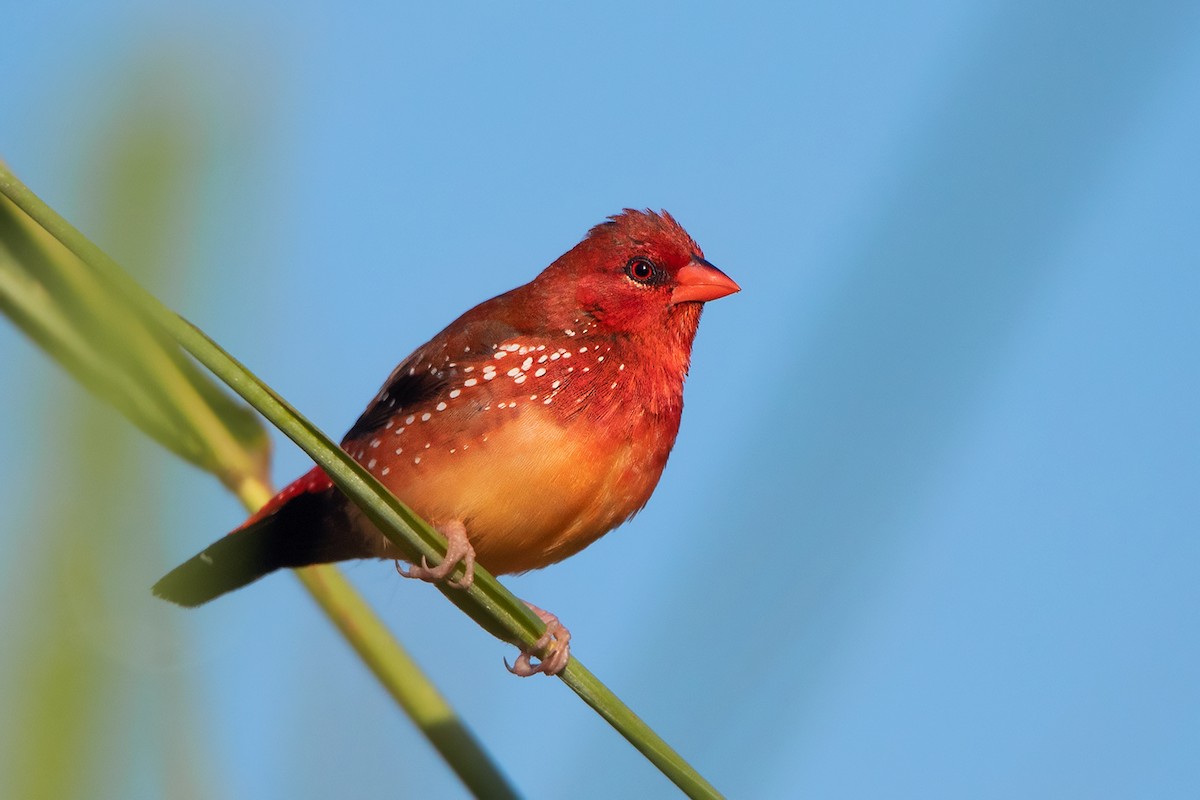 Red Avadavat (Yellow-bellied) - ML393506441