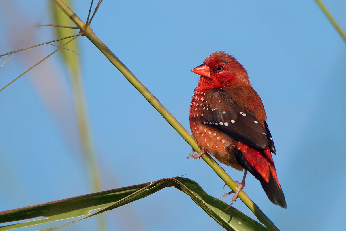 Red Avadavat (Yellow-bellied) - ML393506461