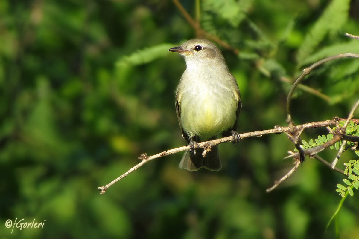 Southern Mouse-colored Tyrannulet - ML39350861
