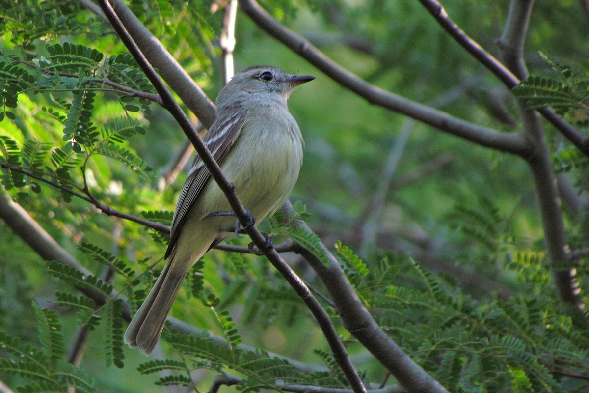 Southern Mouse-colored Tyrannulet - ML39350901
