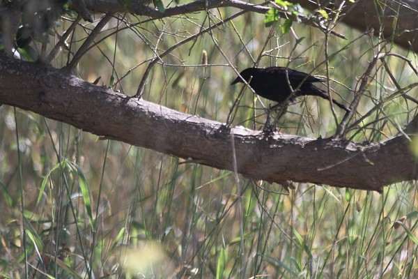 Austral Blackbird - John Pike