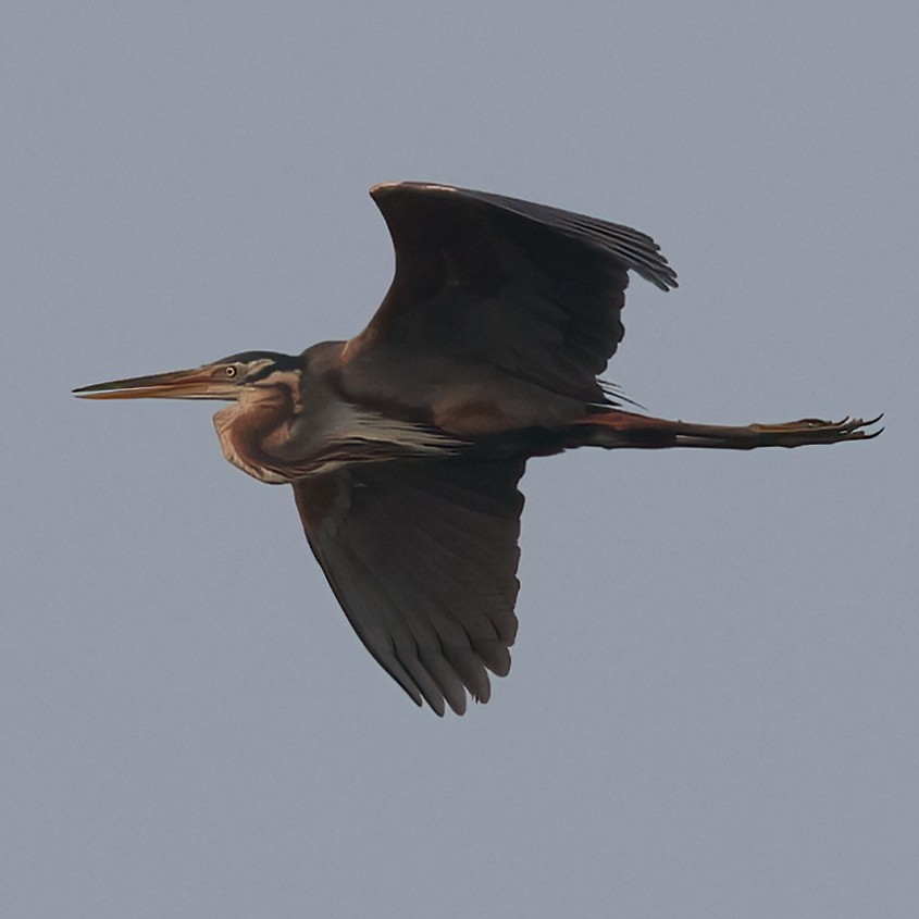 Purple Heron - Surendra Kumar R