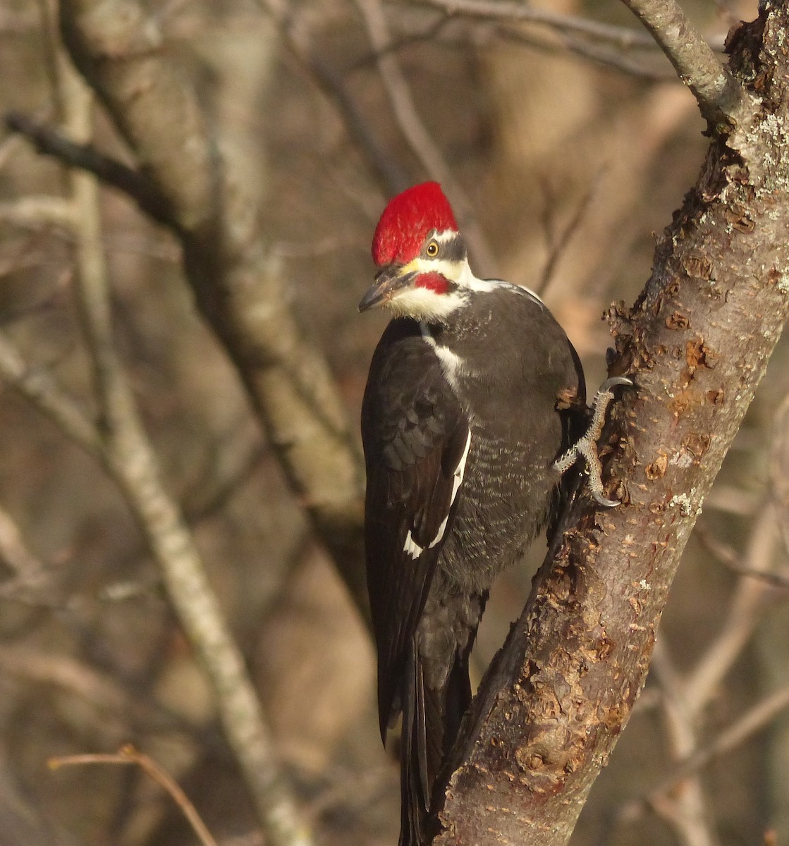 Pileated Woodpecker - ML393528521