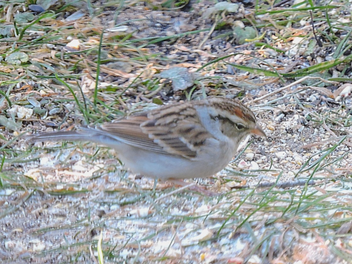 Chipping Sparrow - ML393532031