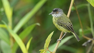  - Spotted Tody-Flycatcher