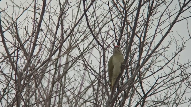 Gray-headed Woodpecker - ML393536951
