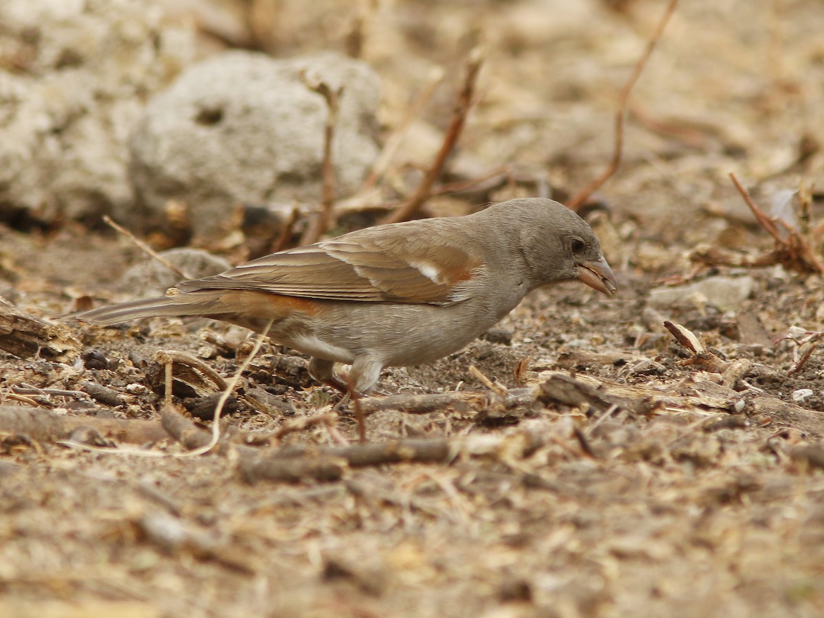 Swahili Sparrow - ML393538291