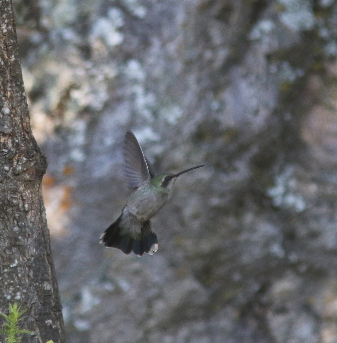 Broad-billed Hummingbird - ML393538631