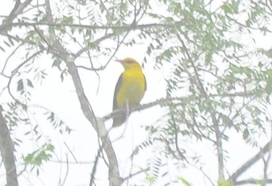 Indian Golden Oriole - ML393540731