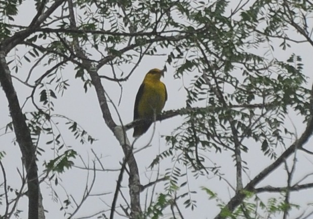 Indian Golden Oriole - ML393540741