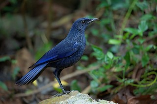  - Blue Whistling-Thrush (Black-billed)
