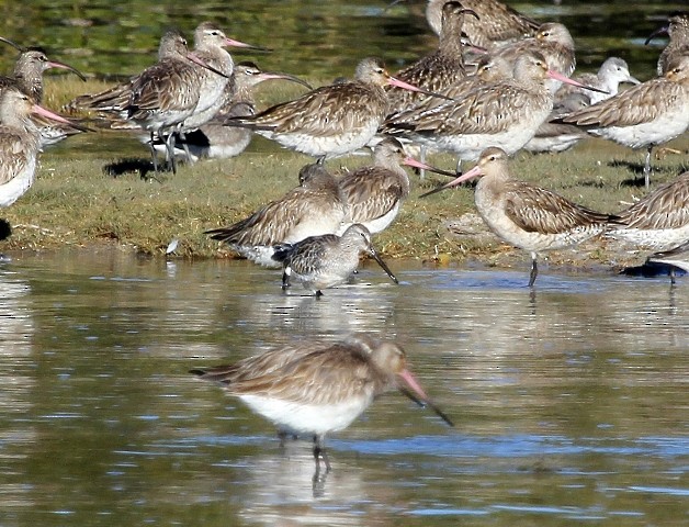 Asian Dowitcher - ML39354121