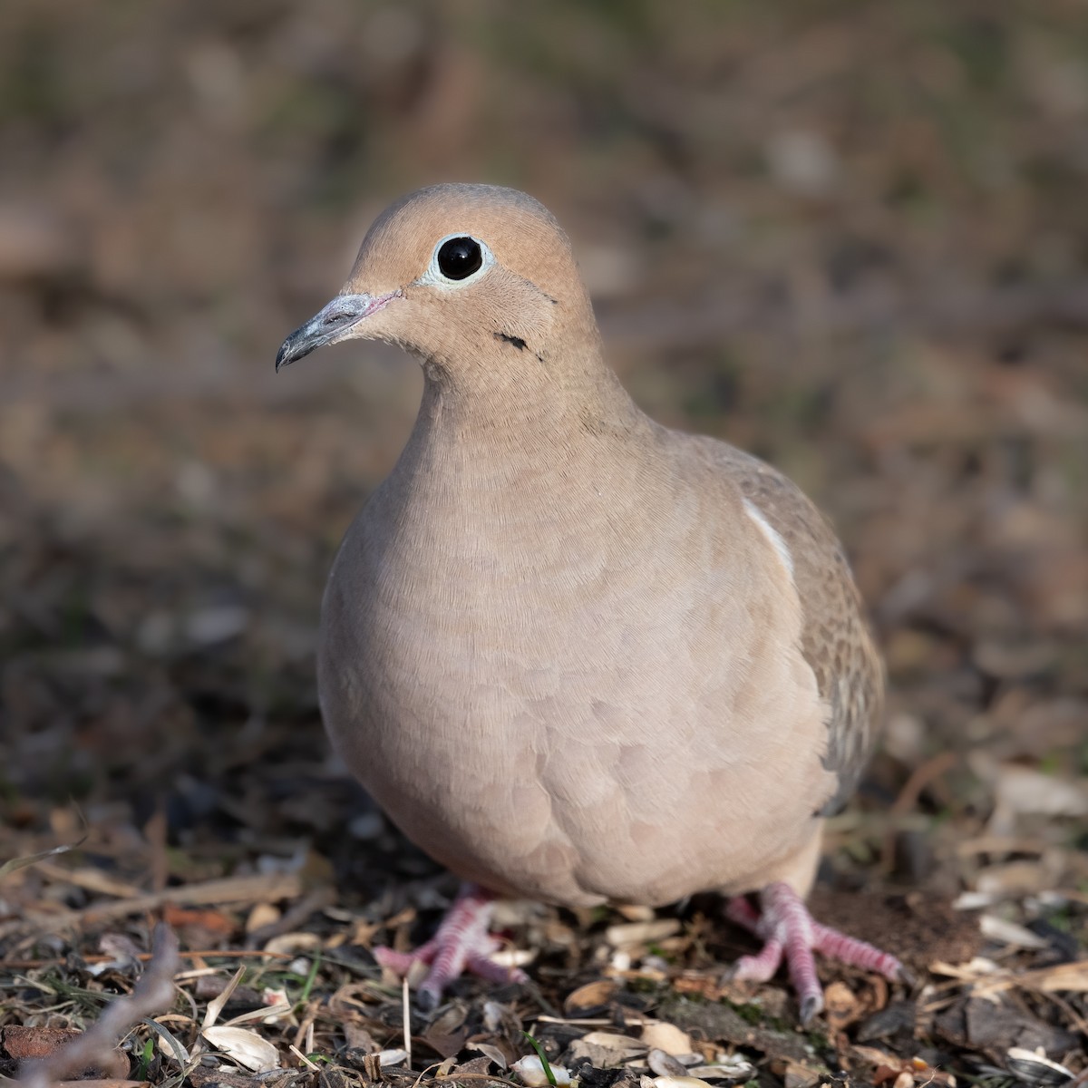 Mourning Dove - Graham Deese