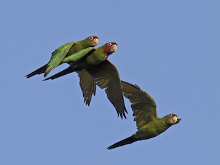  - Red-masked Parakeet
