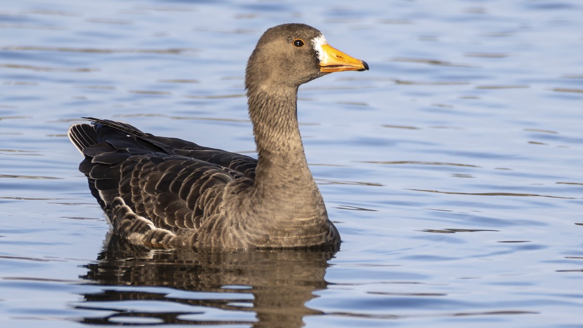 Greater White-fronted Goose - ML393547221