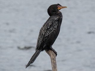 - Long-tailed Cormorant