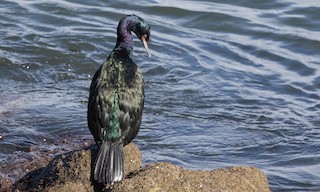  - Pelagic Cormorant