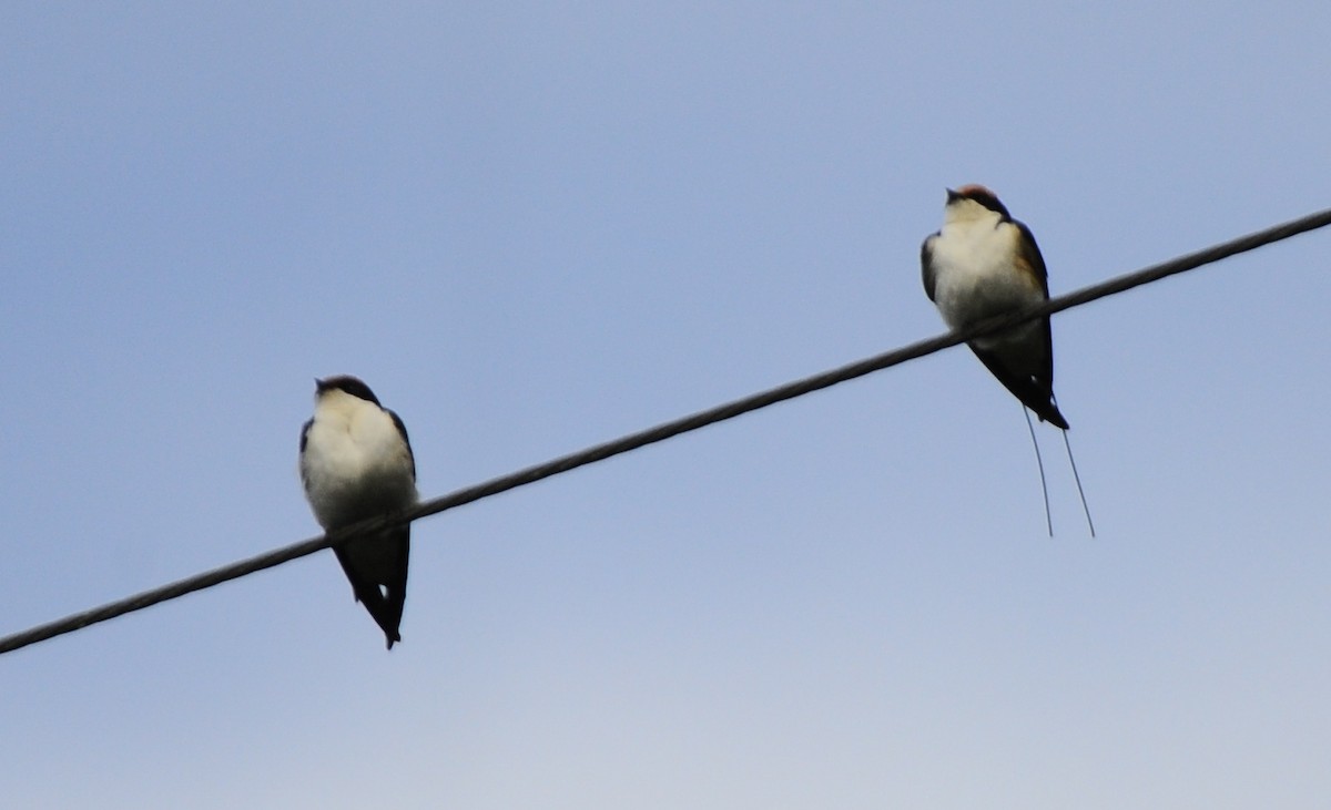 Wire-tailed Swallow - ML393554951