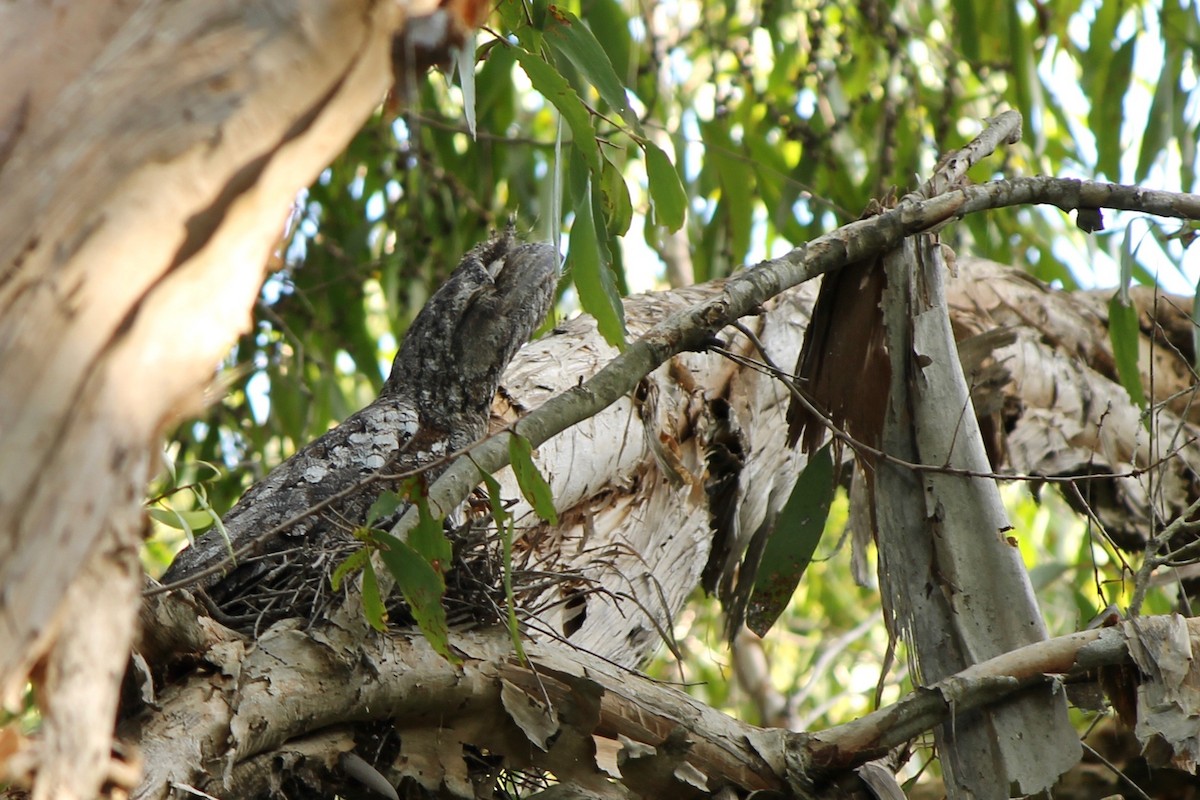Papuan Frogmouth - ML39355731