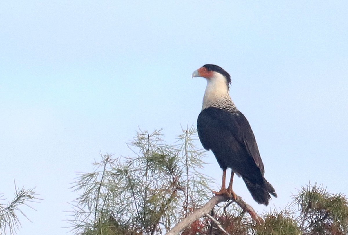 eBird Checklist - 5 Dec 2021 - LeRoy Wright Park - 47 species