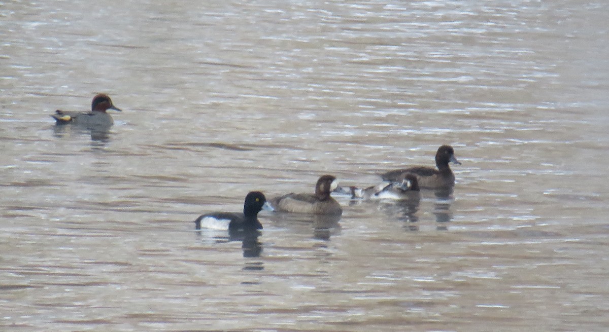 Greater Scaup - ML393558721